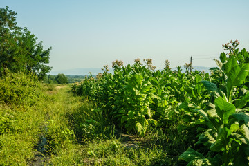 Fototapeta na wymiar Tobacco field plant landscape. Many tobacco plants.