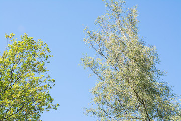 nature grass vegetation