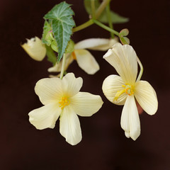 Yellow flowers