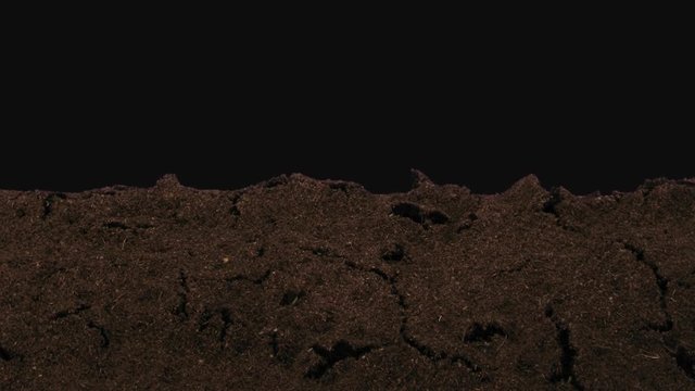 Time-lapse of germinating sunflower seeds 8b1 in PNG+ format with ALPHA transparency channel isolated on black background