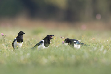 Birds - Common magpie (Pica pica)
