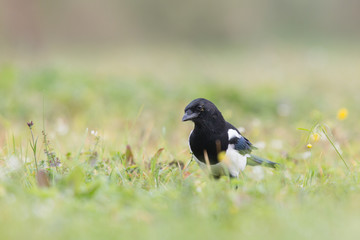 Birds - Common magpie (Pica pica)