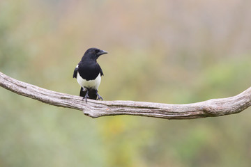 Birds - Common magpie (Pica pica)