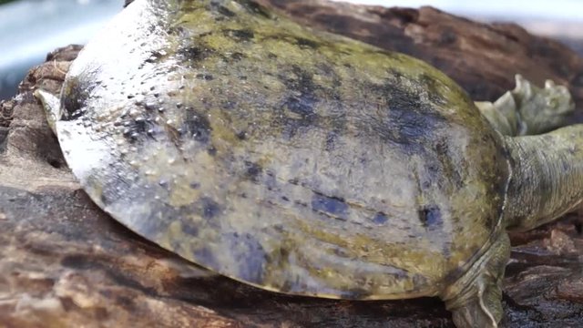 Philippine soft shelled turtle on driftwood