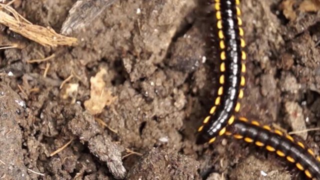 millipede crawling on a dirty soil