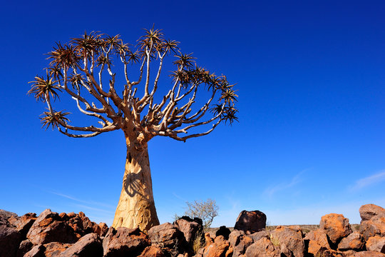Quiver tree in Augrabies Falls National Park