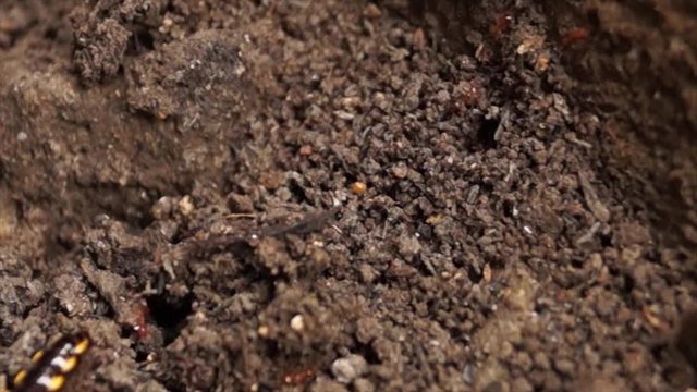 millipede crawling on a dirty soil