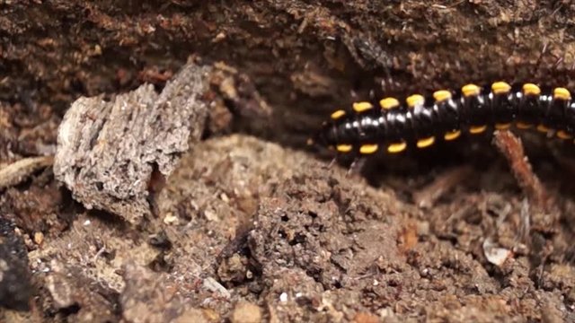 millipede crawling on a dirty soil