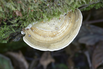 Daedaleopsis confragosa, commonly known as the thin walled maze polypore or the blushing bracket