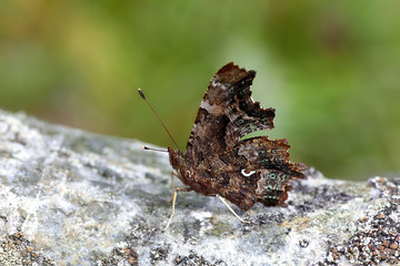 Comma butterfly, Polygonia c-album