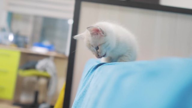 little cute cute white kitten sitting on the bed in the bedroom. little kitty pet with blue sad eyes lifestyle. kitten small cat concept pet
