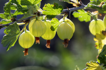 Gooseberry, Ribes uva-crispa