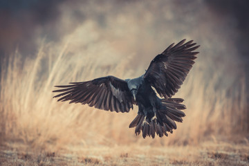Birds - flying Black Common raven (Corvus corax)