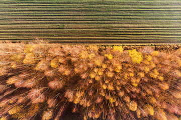 Autumn- typical Polish landscape with fields.