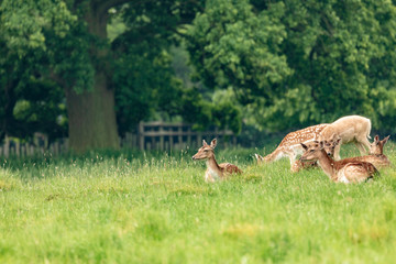 Fallow deer (dama dama) at Charlecote Park, Warwickshire in spring