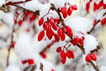 Berberis branch under heavy snow