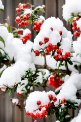 Fototapeta na wymiar Red berries (cotoneaster horizontalis) under snow