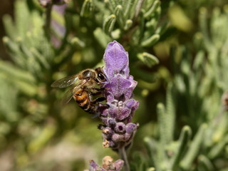 A honey bee drinking nectar from a lavender flower.