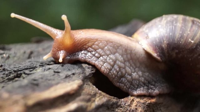 Algae Eating Black Japanese Trapdoor Pond Snails bayuko