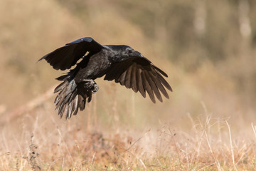 Birds - flying Black Common raven (Corvus corax)