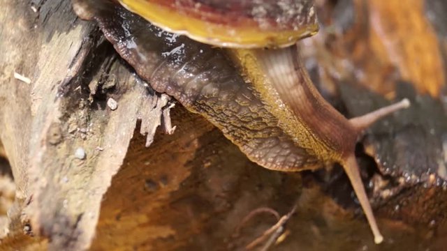 Algae Eating Black Japanese Trapdoor Pond Snails bayuko