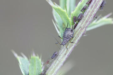 Aphids sucking and feeding on creeping thistle