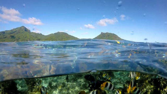 Over under sea surface ,tropical fish ,Pacific ocean, French Polynesia