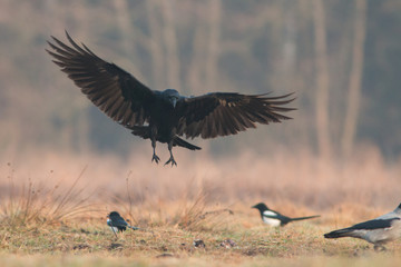 Birds - flying Black Common raven (Corvus corax)