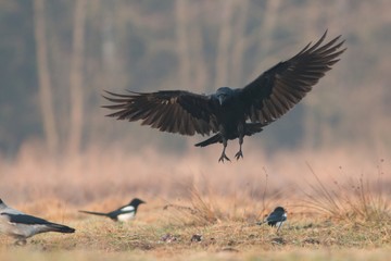 Birds - flying Black Common raven (Corvus corax)