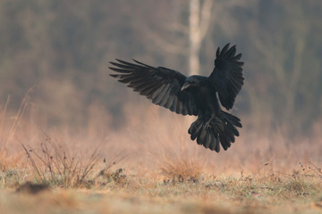 Naklejka premium Birds - flying Black Common raven (Corvus corax)