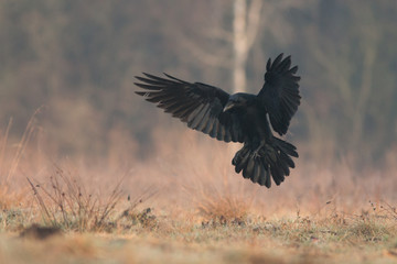 Birds - flying Black Common raven (Corvus corax)