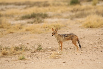 A Black-backed Jackal standing in the vast Kalahari desert of Botswana at Mabuasehube National Park.