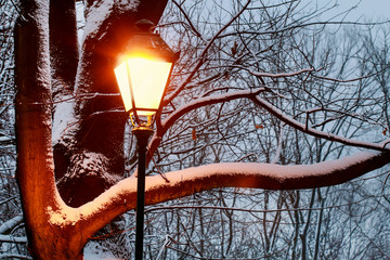 Vintage iron lantern and branches covered with snow on early evening.