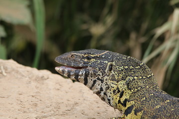 Close up of a Water Monitor lizard near a stream.