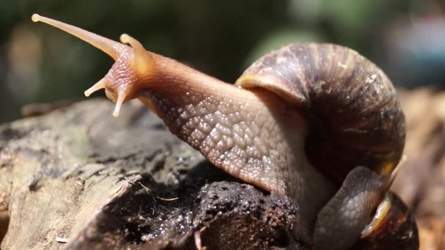 Algae Eating Black Japanese Trapdoor Pond Snails bayuko