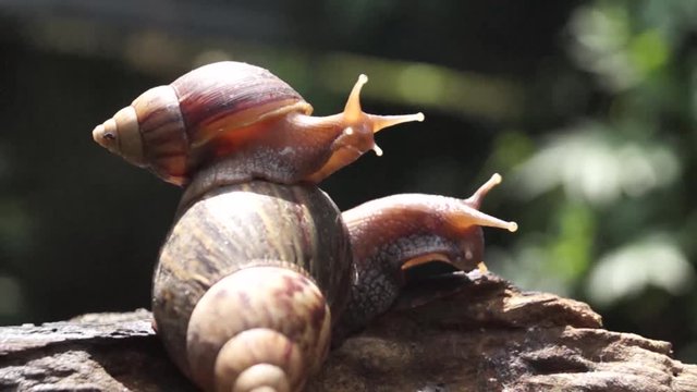 Algae Eating Black Japanese Trapdoor Pond Snails bayuko