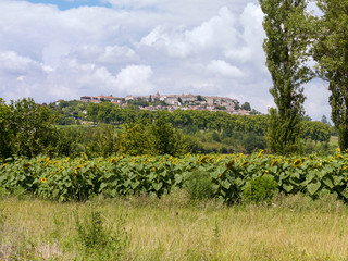 Fototapeta na wymiar Field of sunflowers with village above