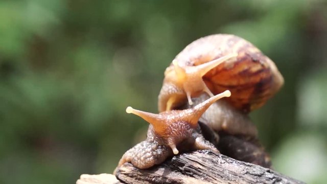 Algae Eating Black Japanese Trapdoor Pond Snails bayuko