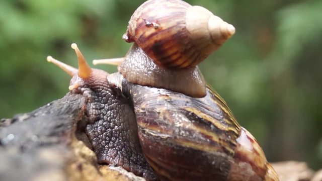 Algae Eating Black Japanese Trapdoor Pond Snails bayuko