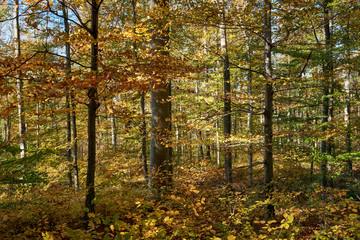 Herbstlicher Laubwald