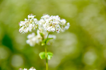 蕎麦の花