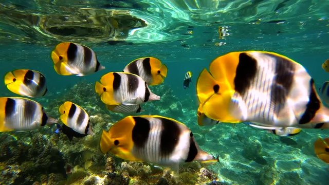 Shoal of fish in french polynesia