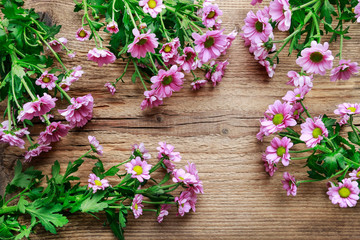 Pink chrysanthemum flowers on wooden background.