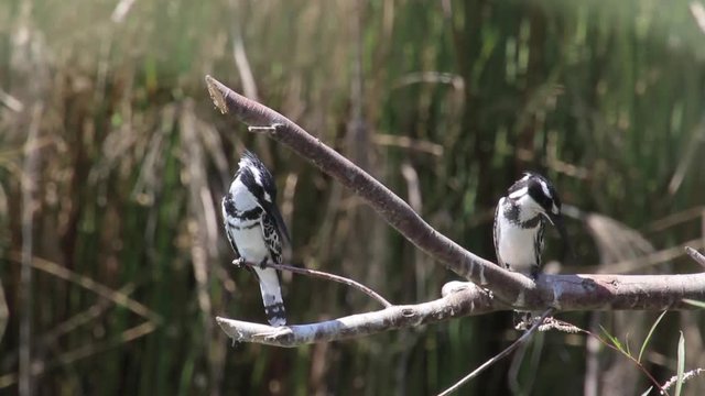 Pied kingfisher standing on branch Medium shot of Pied kingfisher standing on branch