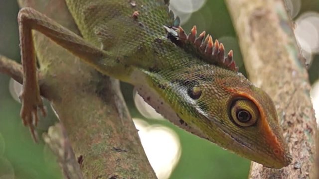 green iguana, iguana iguana