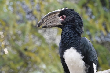 A Trumpeter hornbill at the zoo in Antwerp.