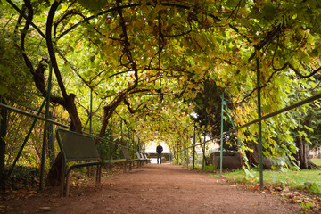 Plakat Man sitting in a tunnel of tree's on an autumn day.