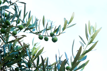 Obraz na płótnie Canvas Olives on olive tree branch