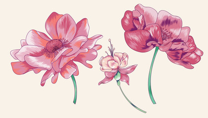 Pink Poppy Vector Element Pack