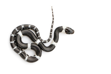 Image of little snake (Lycodon laoensis) on white background., Reptile,. Animals